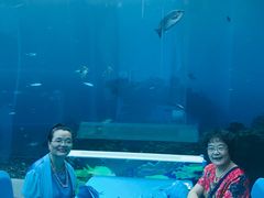 -海棠湾洲际-涛·海底餐厅·美人鱼·自助餐·海底隧道
