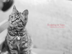 -Sirena海妖日咖夜酒