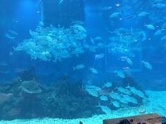 -海棠湾洲际-涛·海底餐厅·美人鱼·自助餐·海底隧道