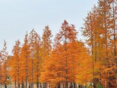 -白鹭湾湿地公园