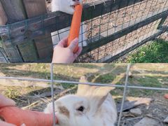 -田园东方蜜桃村的田野营地