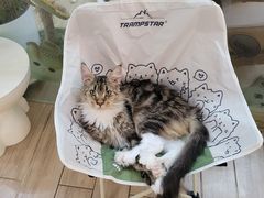 -李小姐の猫咖啡馆(五角场店)