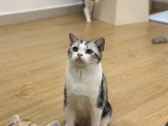 -有喵·猫咖·狗咖·30几只猫10只小狗(岗厦店)