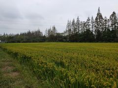 -上海长兴岛郊野公园