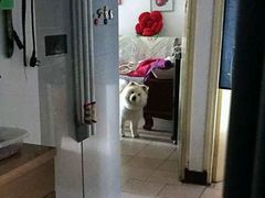 -中农大我爱我爱24h动物医院·中医针灸·猫专科·骨科医疗中心(双井店)