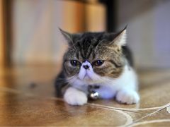 -李小姐の猫咖啡馆(五角场店)