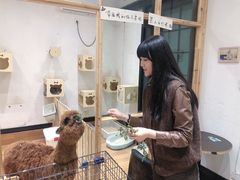 -猫色咖啡·猫咖