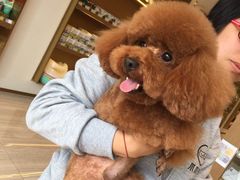 -悠尼宠物·独立低压伊珊娜洗护·美容·寄养(兰谷路店)