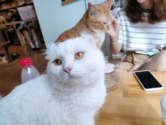-MOYOYO猫咪咖啡店