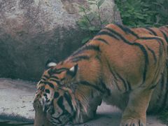 -泉州海丝野生动物世界