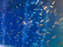 -成都浩海立方海洋公园