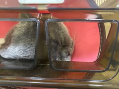 -联合动物医院(光谷诊疗中心)