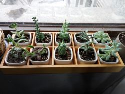 窗台上的小肉肉-HG美发设计沙龙