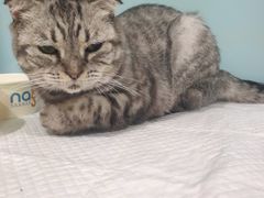 -纳吉亚猫专科动物医院·北北分院