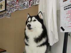 -星多哈·狗咖·拼豆·咖啡