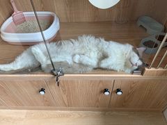 -老吴的猫·猫舍(新区店)
