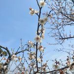 -香雪海