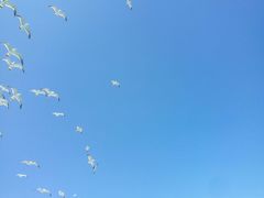 -长岛万鸟岛