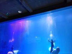 -芜湖新华联大白鲸海洋公园