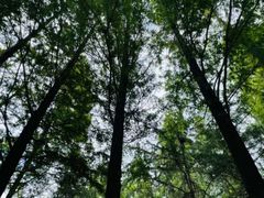 -渡海小渔村.老辈日照菜