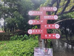 -瑞丽独树成林风景区