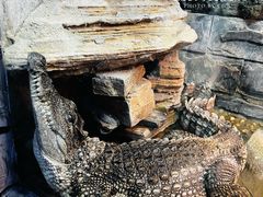 -上海大自然野生昆虫馆(东方明珠·爬宠昆虫探索中心)