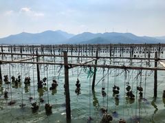 -盐洲岛