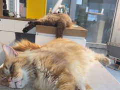 -Heymao猫咖.咖啡厅(东门店)