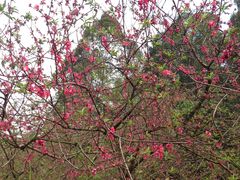 -南国桃园旅游度假区