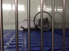 -瑞派旺宝宠物医院·犬猫全科综合·尿道专科(莲兴院)