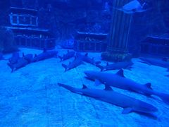 -芜湖新华联大白鲸海洋公园