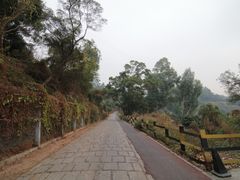 -银湖山郊野公园-相思林