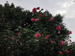 -重庆彩云湖湿地公园