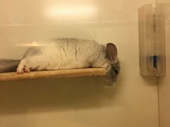 -龙猫仔乐园(惠福东路店)