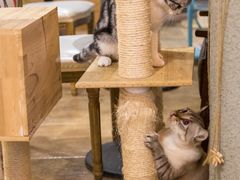 大堂-共舞时光猫咖·狗咖(新街口店)