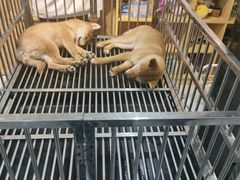 -柴源莊·柴小宠柴犬咖啡