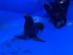 -青岛海底世界-水族馆