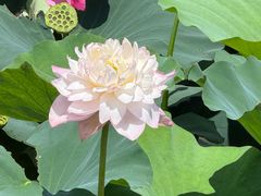 -渌洋湖湿地公园