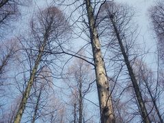 -东平国家森林公园