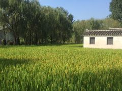 -溱湖国家湿地公园