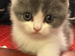 -猫十亿·布偶金渐层·曼基康矮脚猫舍(青年路店)