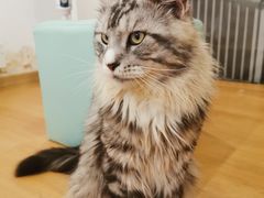 -猫在这儿猫咪咖啡馆·撸猫馆
