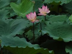 -荔湾湖公园