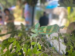 -广州长隆飞鸟乐园