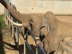 -西霞口神雕山野生动物世界