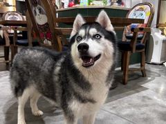 -more than meow吴止猫主题餐厅(承德 中船汇店)