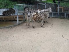 -泉州海丝野生动物世界
