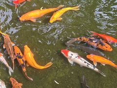 -佛山顺德香云纱园林酒店(清晖园店)