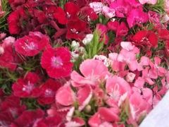 -武汉花鸟市场