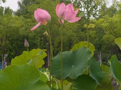 -莲花池公园